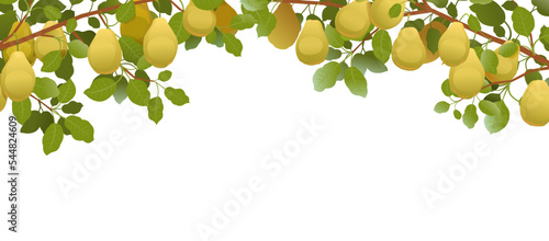 Tree branches pear with ripe fruits on top of picture frame. Garden plant with edible harvest. Branch with foliage and leaves. Isolated on white background. Vector