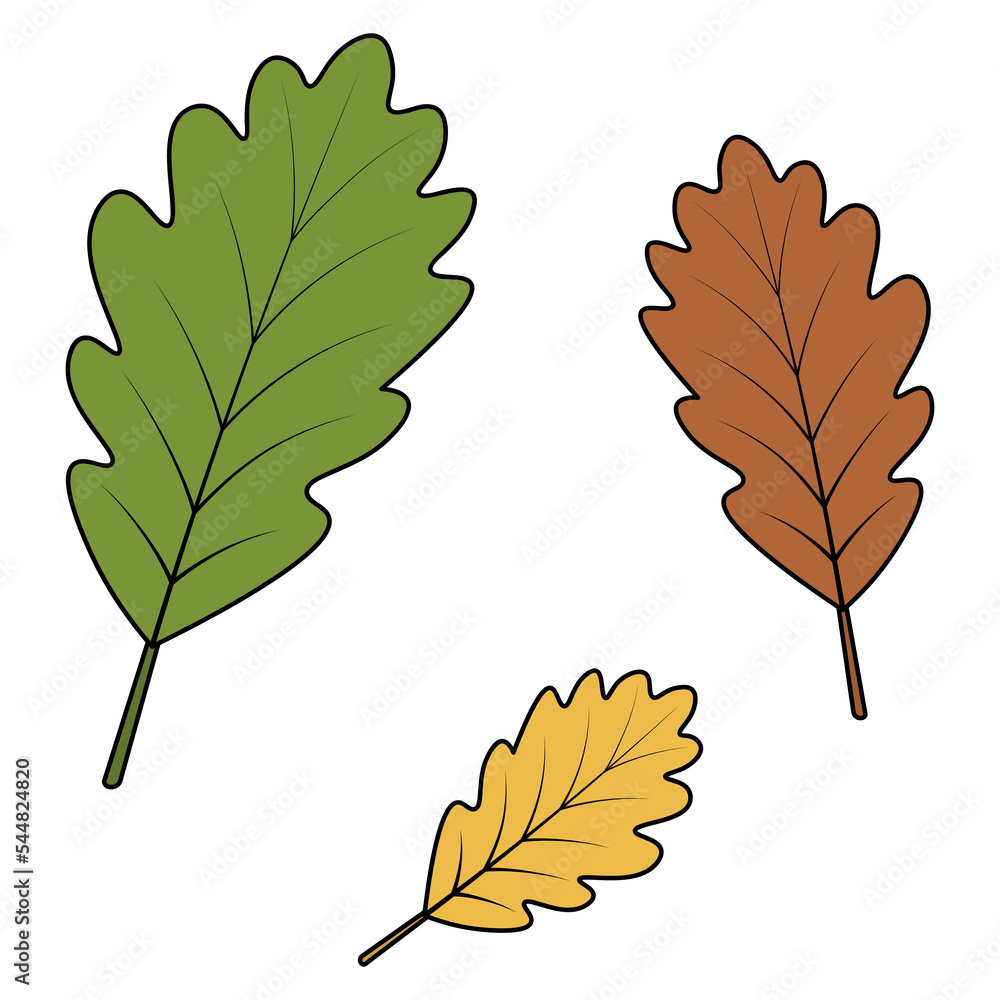 Oak leaves. The green part of a tree with veins. Set of color vector