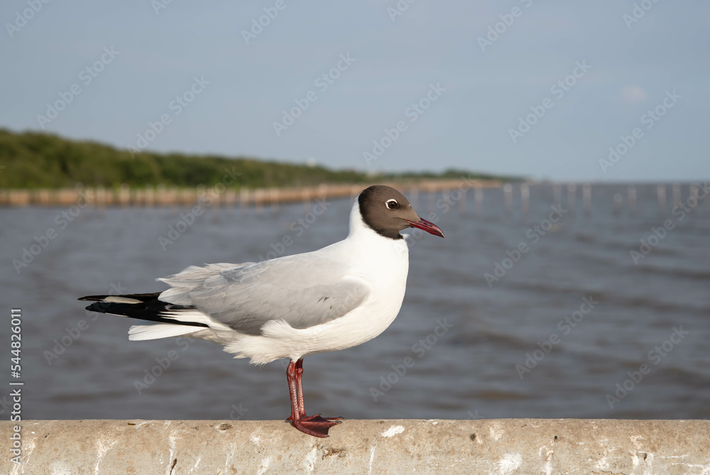 Naklejka premium Seagulls flying in the blue sky, chasing after food to eat at Bangpu, Thailand.
