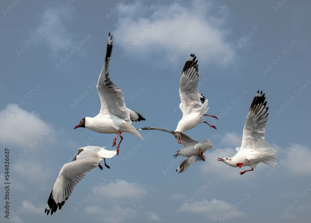 Fototapeta premium Seagulls flying in the blue sky, chasing after food to eat at Bangpu, Thailand.