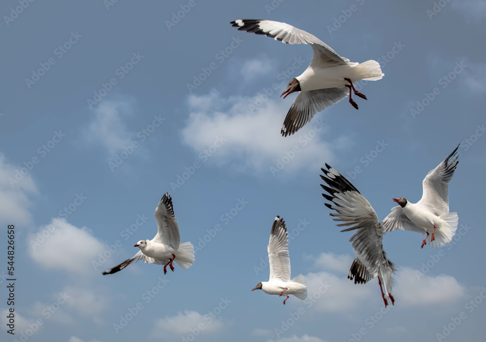 Seagulls flying in the blue sky, chasing after food to eat at Bangpu, Thailand. Seagulls flying in the blue sky, chasing after food to eat at Bangpu, Thailand.