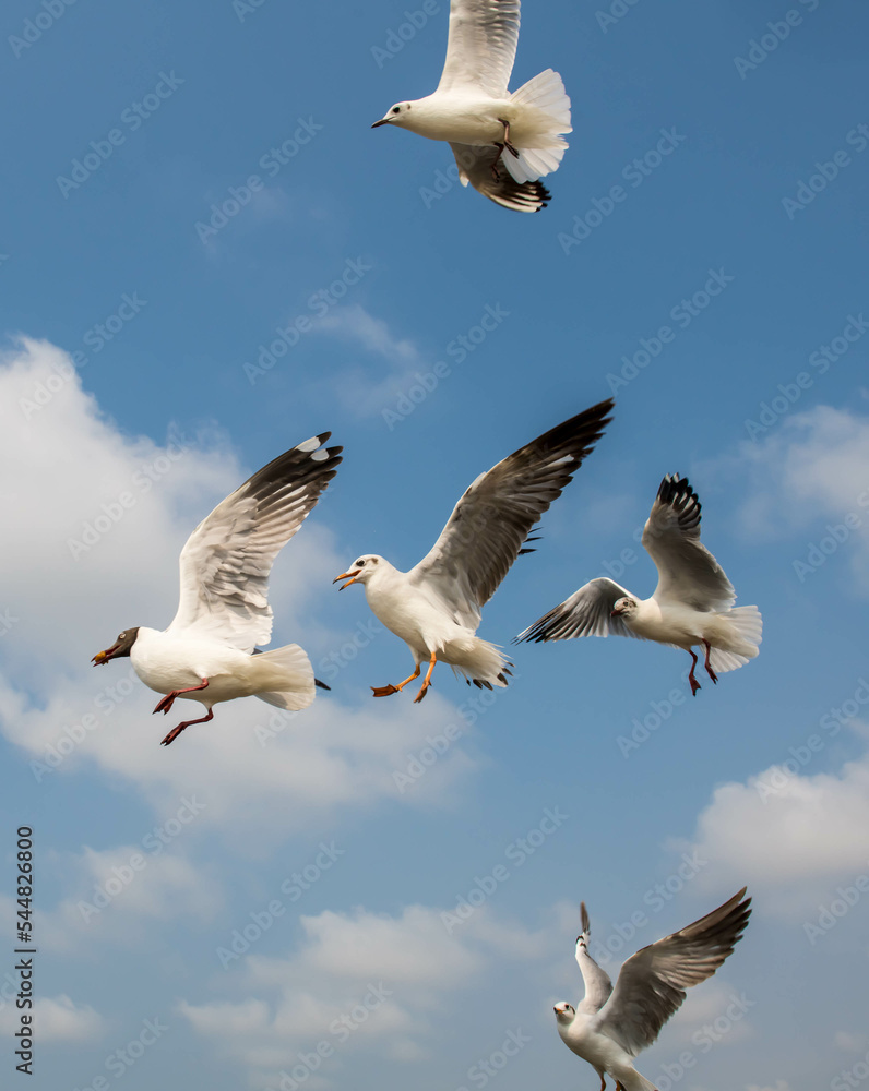 Fototapeta premium Seagulls flying in the blue sky, chasing after food to eat at Bangpu, Thailand.