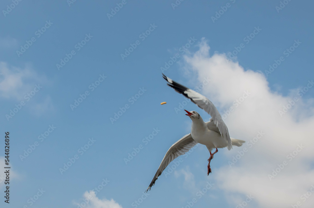 Seagulls flying in the blue sky, chasing after food to eat at Bangpu, Thailand. Seagulls flying in the blue sky, chasing after food to eat at Bangpu, Thailand.