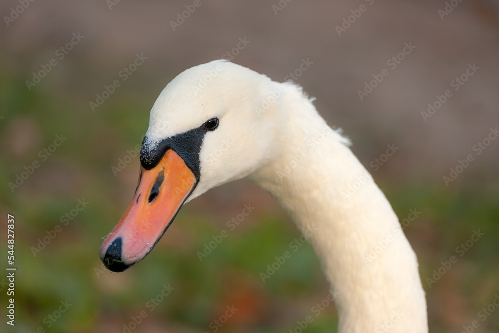white swan close up white swan close up