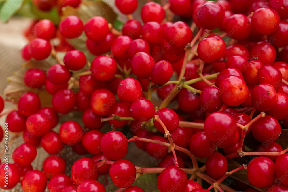 Closeup view of ripe red viburnum berries Closeup view of ripe red viburnum berries