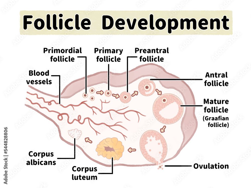 Obraz premium ヒトの卵胞の発育と排卵の過程 卵巣の人体断面図