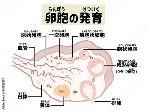 ヒトの卵胞の発育と排卵の過程　卵巣の断面図 photo