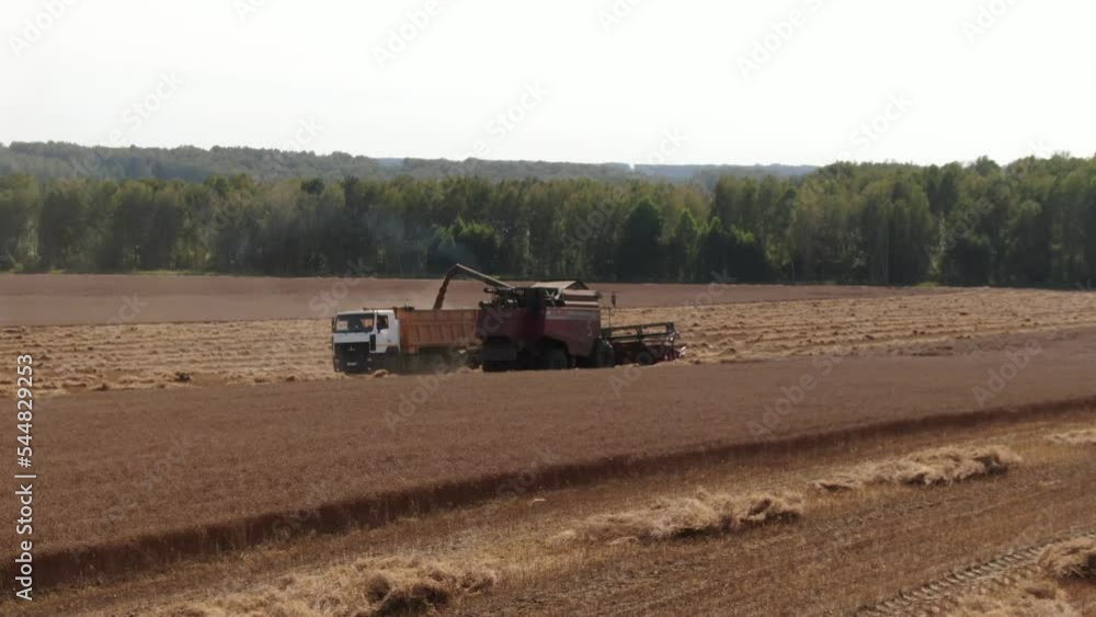 Aerial shot forward camera flight low over harvester pours grain into the truck staying on field, stripes of spikes lying on the field also. Young sunny autumn. Camera looking side, seen forest belt Aerial shot forward camera flight low over harvester pours grain into the truck staying on field, stripes of spikes lying on the field also. Young sunny autumn. Camera looking side, seen forest belt