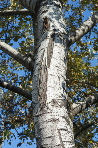 Fototapeta White poplar bark