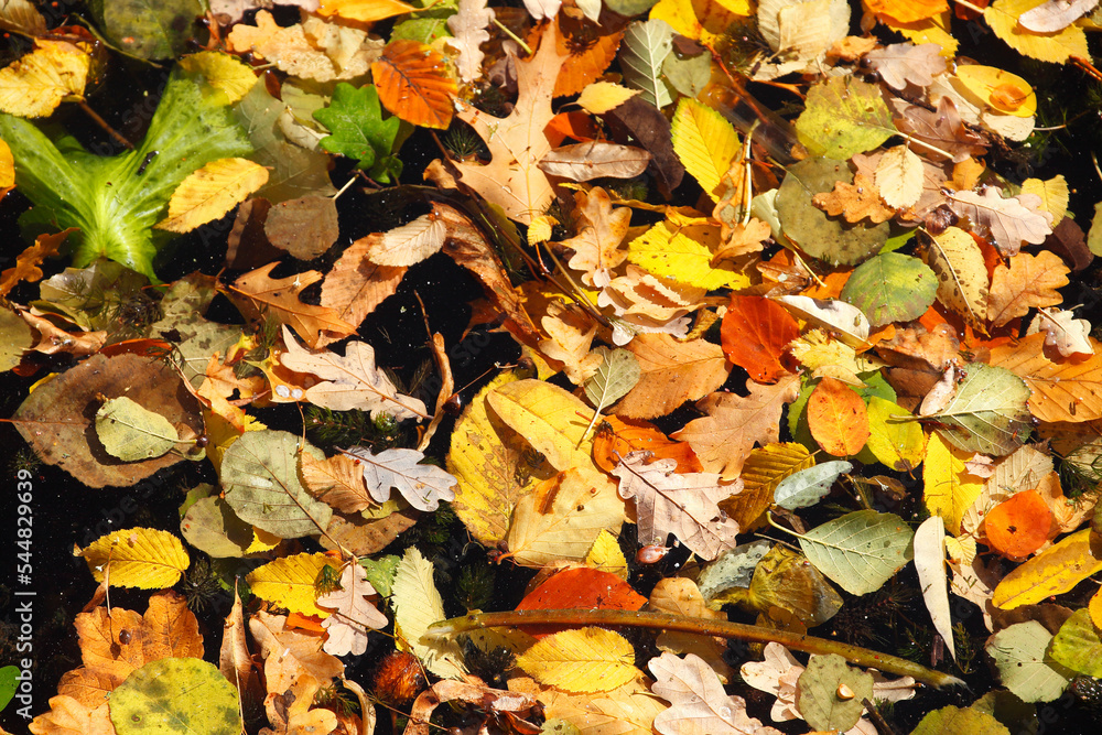 Bunt verfärbtes Herbstlaub in einem Gewässer schwimmend, Deutschland Bunt verfärbtes Herbstlaub in einem Gewässer schwimmend, Deutschland