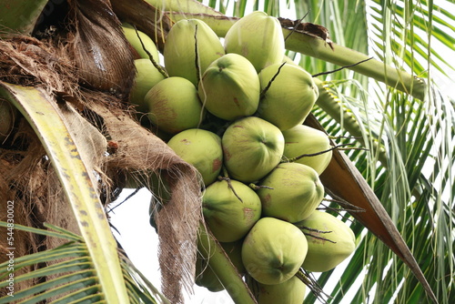 Close-up of young coconuts on the tree