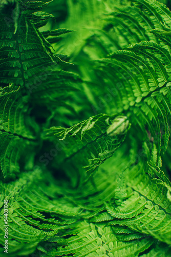 Close up of beautiful fresh green fern leaves background.