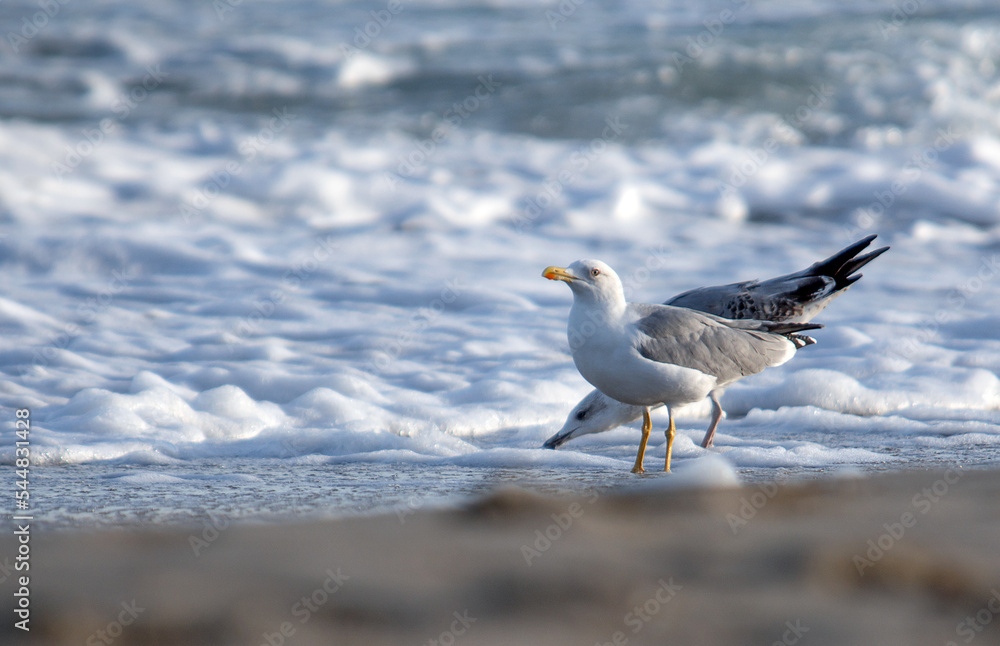 Obraz premium seagull on the beach