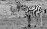 Herd of zebras in yellow grass - Etosha National Park, Namibia, Africa