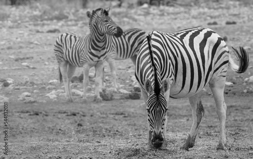 Herd of zebras in yellow grass - Etosha National Park  Namibia  Africa