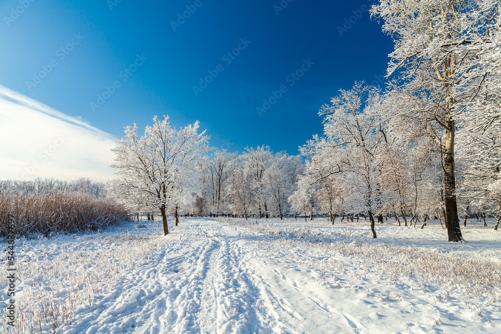 Picturesque snowy trees in a winter atmosphere after heavy snowfall. A path in a snow-covered forest. Winter snow trees, walk path and footprints on the snow in perspective. Picturesque snowy trees in a winter atmosphere after heavy snowfall. A path in a snow-covered forest. Winter snow trees, walk path and footprints on the snow in perspective.