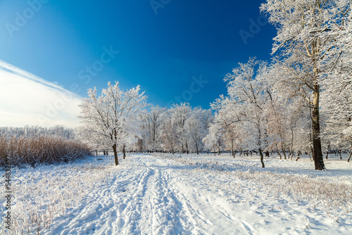 Picturesque snowy trees in a winter atmosphere after heavy snowfall. A path in a snow-covered forest. Winter snow trees, walk path and footprints on the snow in perspective. © Mikhail
