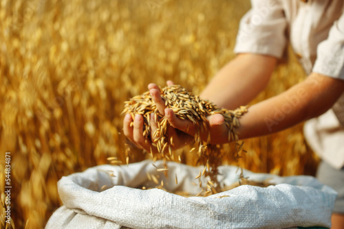 Children's hands sprinkle wheat grains. Golden seeds in the palms of a person. Wheat grains in children's hands on the background with a bag of grain. Small depth of field. Copy space.