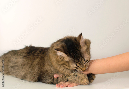 An aggressive gray cat attacked owner's hand. A beautiful cute cat plays with child's hand and bites with funny emotions. Cute fluffy pet.