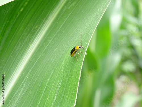 Diabrotica is a pest in corn fields in the natural environment photo