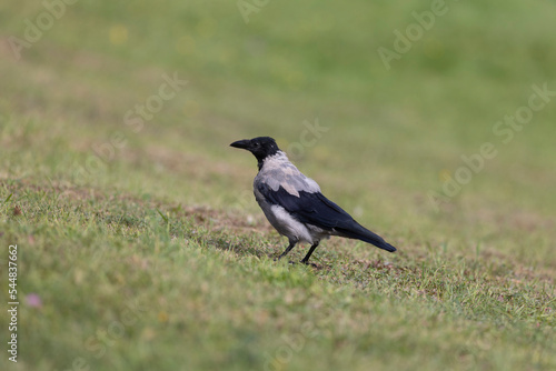Crow walking on grass, selective focus © Algimantas