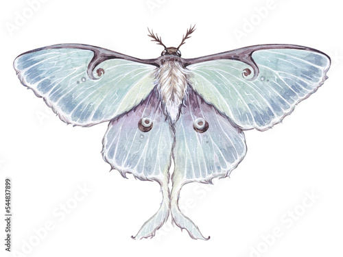 Watercolor vintage illustration with luna moth, moon butterfly, Actias luna isolated on white background.