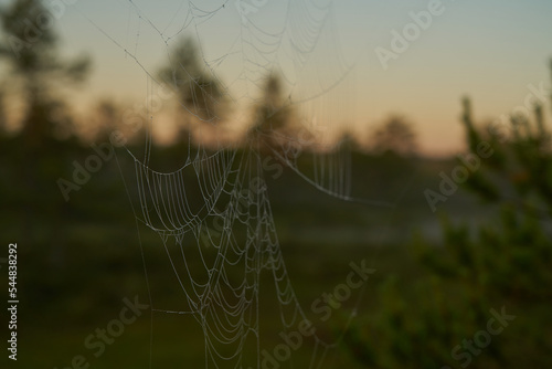spider web dawn dawn on the swamp. Sunset, warm light and fog. Viru swamp Estonia