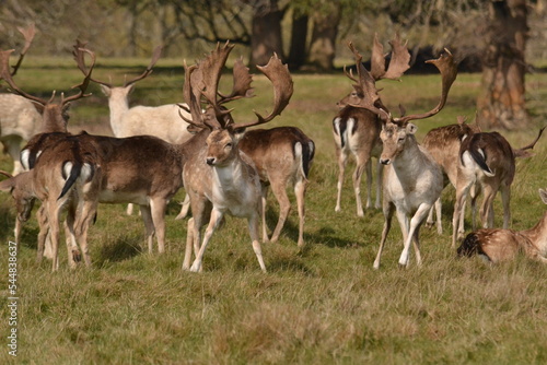 Fototapeta Naklejka Na Ścianę i Meble -  fallow deer in a field
