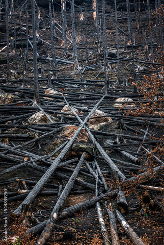 Vegetation and trees that turned to ash after fire accident in Bohemian Switzerland National Park forest.