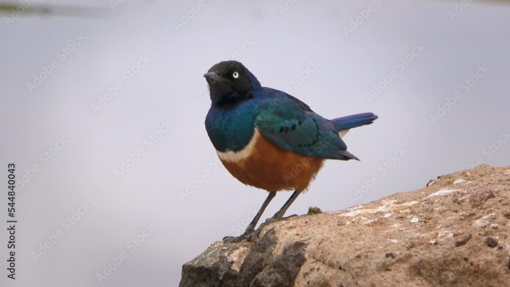 A superb starling sitting on a rock in the Amboseli National Park, Kenya A superb starling sitting on a rock in the Amboseli National Park, Kenya