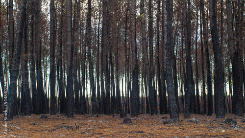 Forêt de pins calcinée après le passage des incendies en Gironde, en été 2022, à proximité de Belin-Beliet