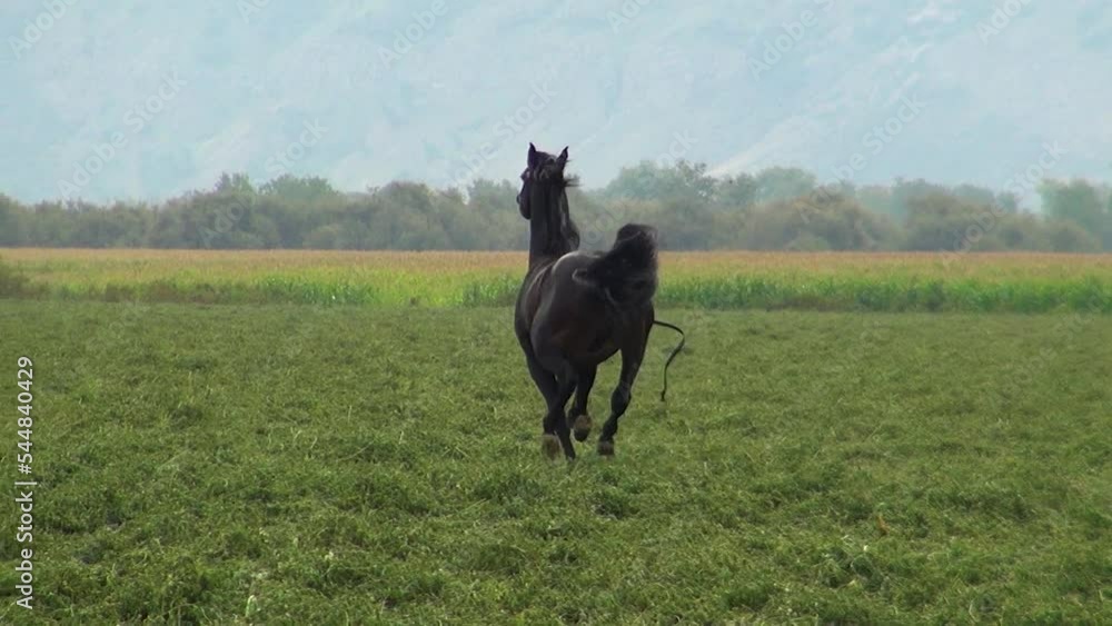Caballo negro galopando libre con rienda suelta Caballo negro galopando libre con rienda suelta