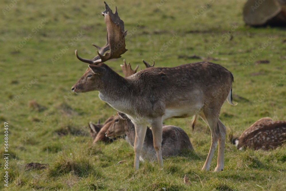 Fototapeta premium fallow deer in a field