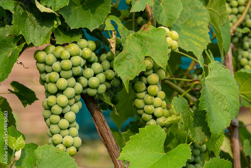 Wallpaper Mural Ripe green grape in vineyard. Grapes green taste sweet growing natural. Green grape on the vine in garden Torontodigital.ca