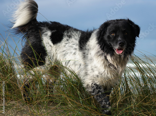 black and white dog at beach photo