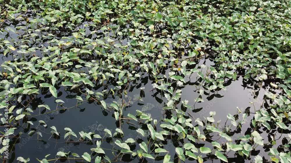 water hyacinth plant on the surface of the lake water. water hyacinth plant on the surface of the lake water.