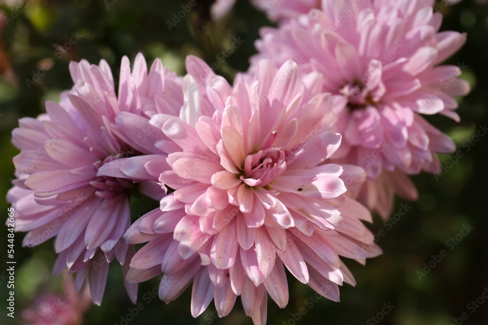 Fototapeta premium Beautiful pink chrysanthemum flowers growing in garden, closeup