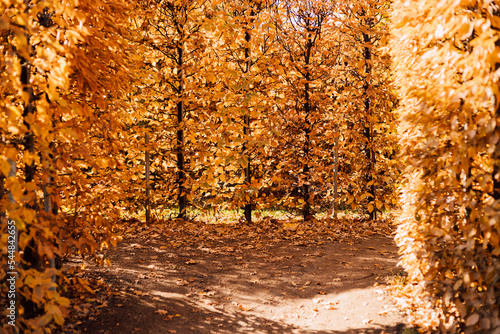 Autumn nature. Yellow leaves on autumn trees in the city park photo