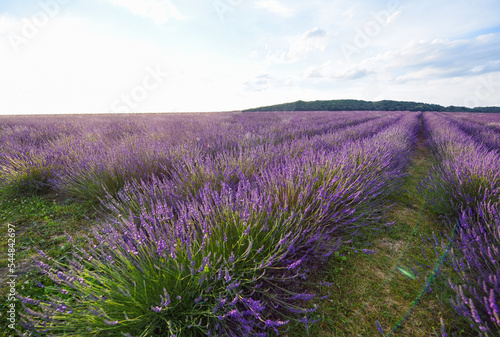 Picturesque view of beautiful blooming lavender field
