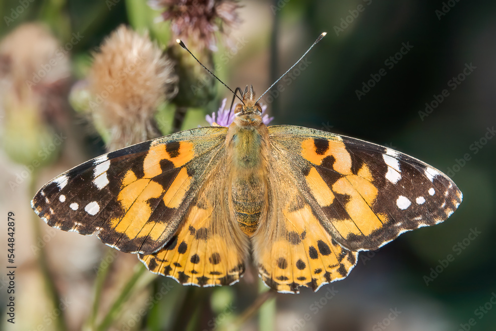 Fototapeta premium Painted lady