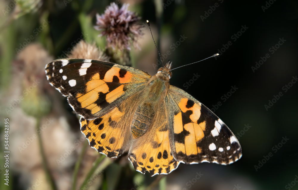 Painted lady Painted lady