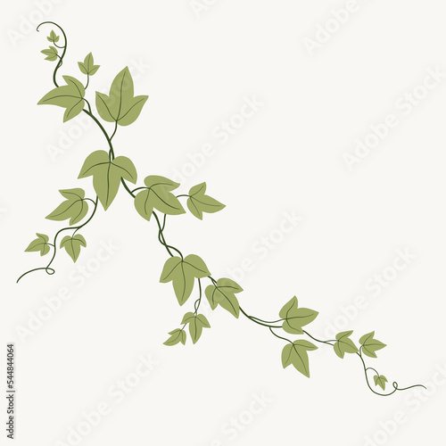 Floral ivy drawing decorative ornament flat design.