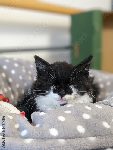 Cute tuxedo cat kitten with eyes closed in bed 
