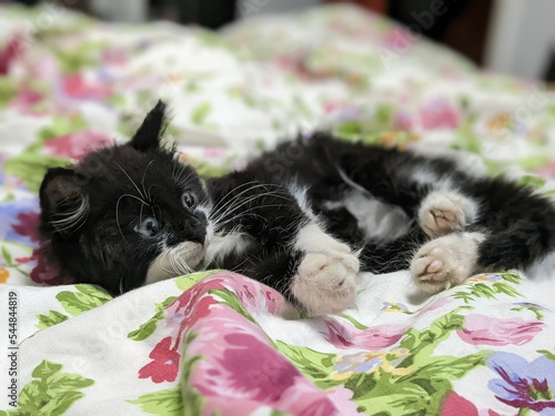 Cute tuxedo cat kitten laying on floral bedsheets