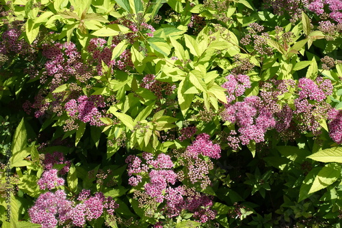 A lot of pink flowers and buds of Spiraea japonica in June photo