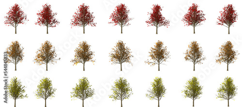 isolated ahorn maple tree set collection autumn