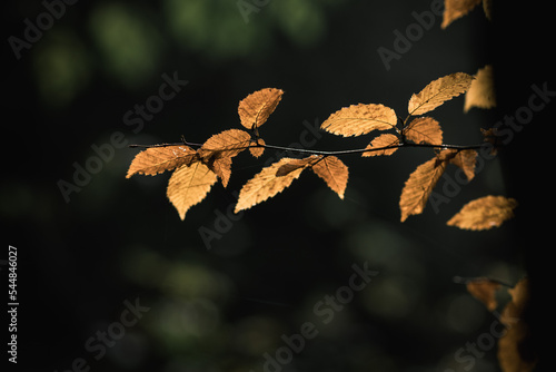 Foto Colorful autumn leaves close up detail on blurred background
