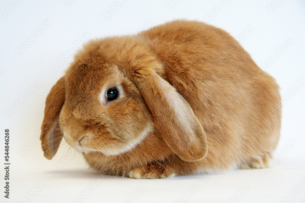 Red rabbit on a white background, Year of the Rabbit