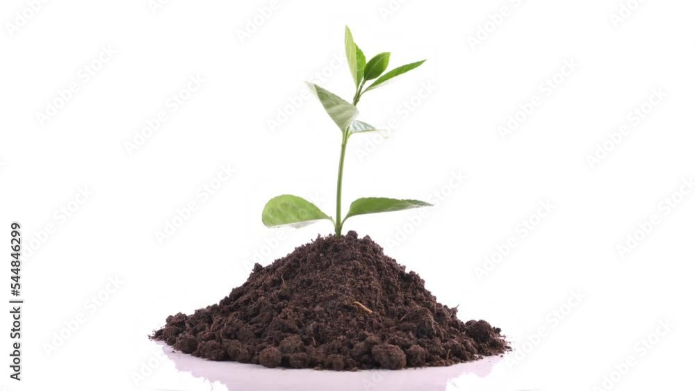 Soil isolated with young growing Plant on white Background - Turn around animation Soil isolated with young growing Plant on white Background - Turn around animation
