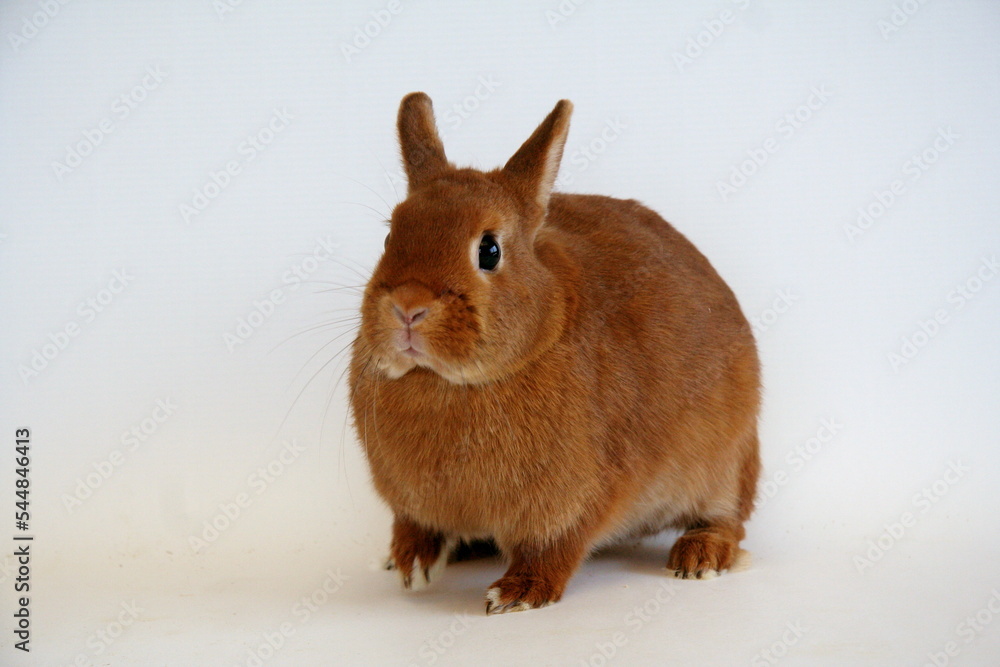 Red rabbit on a white background, Year of the Rabbit
